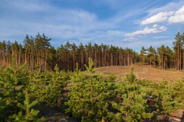 Genç kesim ağaçlar sitede dikilmiş ağaçlar çam. Genç çam