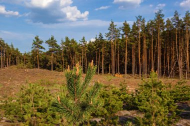 Genç kesim ağaçlar sitede dikilmiş ağaçlar çam. Genç çam