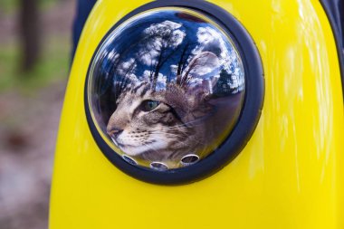 Bir kedi yolcusu için uzay sırt çantası. Bir yaz günü parkta bir kedi ile yürüme pencereden dışarı bakarak bir sarı sırt çantası içinde bir kedi yürüyor.