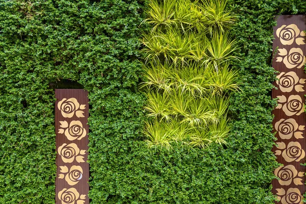 Green wall made of vegetation. Fence of green bushes