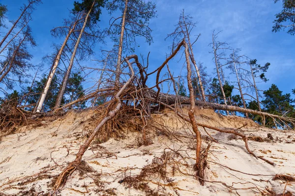 Wurzeln Eines Toten Trockenen Umgestürzten Baumes Werden Aus Dem Boden — Stockfoto
