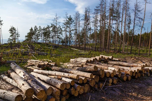 Kiefern Fällen Stämme Die Von Der Holzindustrie Gefällt Wurden Zerstörung — Stockfoto