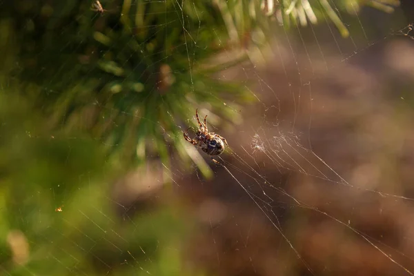 거미는 소나무에 소나무 — 스톡 사진