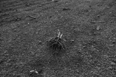 Gün batımı bir arka plan bir alanda bir bitkinin kök