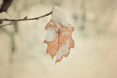 dal ve karla kaplı bir kuru sarı levha asmak