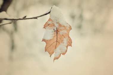 a dry yellow sheet hangs on a branch and snow-capped clipart