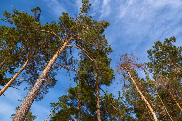 Sosen Skraju Piaszczystych Urwisko Przeciw Błękitne Niebo Lasu Skraju Pęknięcia — Zdjęcie stockowe