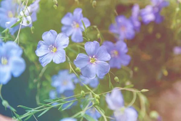 Ανθισμένα Μπλε Λινάρι Λίνο Ουράνια Χρώμα Βρεφικο Λουλούδια Ανθισμένα Μπλε — Φωτογραφία Αρχείου