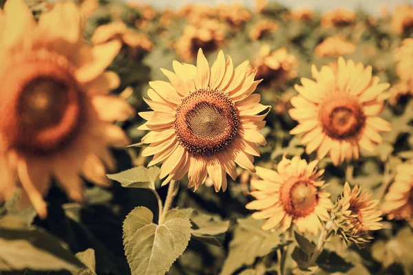 Ayçiçeği tarlası. Retro tarzı veya vintage tasarım ve yaratıcılık için ayçiçek yakın çekim. Ayçiçeği doku ve tasarımcılar için arka plan. Ayçiçeği çiçeklenme makro görünümü.