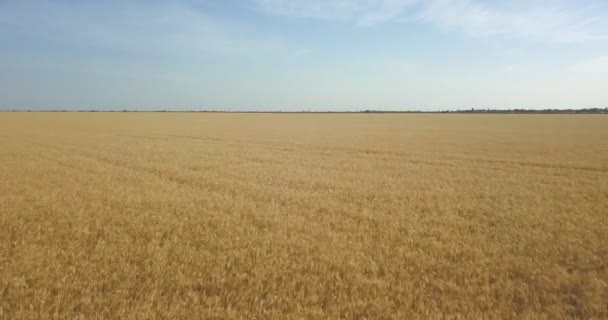 Swift Flying Field Ripe Wheat — Stock Video