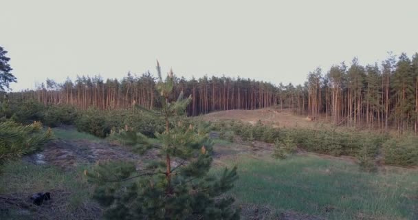 在森林里伐木的时候 森林阴谋从树上清除 Cutten 树测井站景观研究 — 图库视频影像