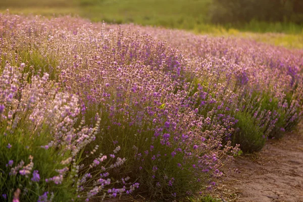 Paisagem Roxa Com Flores Lavanda Uma Fazenda Pequeno Campo Com — Fotografia de Stock