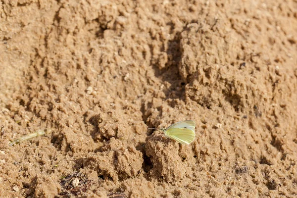 Borboleta Amarela Senta Alimenta Solo Arenoso Sombrio Úmido Linha Costa — Fotografia de Stock