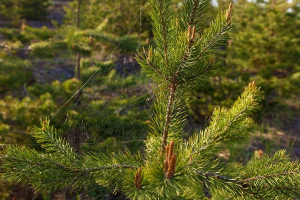 Seekor Laba Laba Menenun Jaring Pohon Pinus Muda Jejaring Antara — Stok Foto