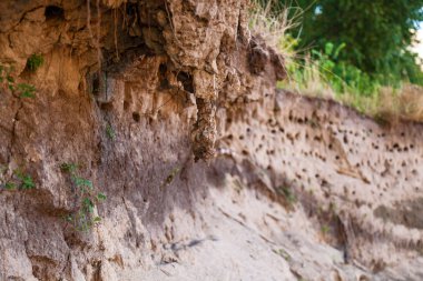 Nehrin kıyısında bir kum tepe kırlangıç yuvada