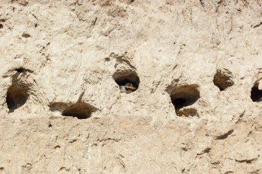 Yılan avı civciv kumlu bir tepe üzerinde bir yuvaya yutun. Yılan yutar yuva yok eder.