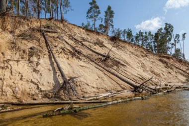 Denize yakın bir kumlu tepe kenarındaki çam ağaçları. Su uzağa kumlu kıyı ağaçlar ölüyor ve suya düşen yıkar. Suya yakın orman yıkıma mahkum.