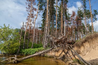 Denize yakın bir kumlu tepe kenarındaki çam ağaçları. Su uzağa kumlu kıyı ağaçlar ölüyor ve suya düşen yıkar. Suya yakın orman yıkıma mahkum.