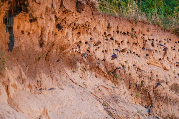 Nehrin Kıyısında Bir Kum Tepe Kırlangıç Yuvada — Stok fotoğraf