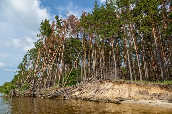 Denize yakın bir kumlu tepe kenarındaki çam ağaçları. Su uzağa kumlu kıyı ağaçlar ölüyor ve suya düşen yıkar. Suya yakın orman yıkıma mahkum.