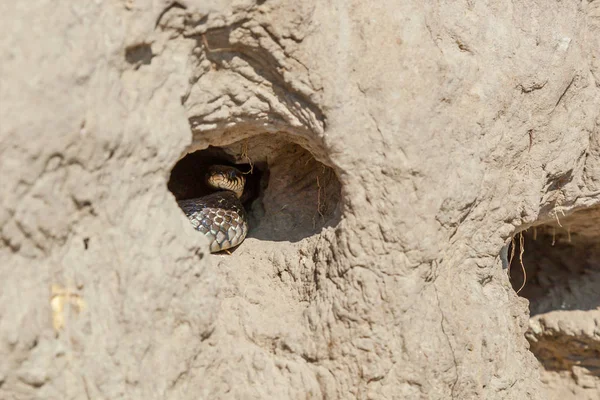 Serpiente Caza Polluelos Tragar Nido Una Colina Arenosa Serpiente Destruye — Foto de Stock