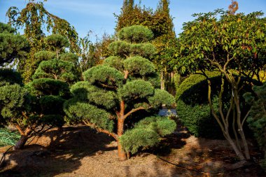 Bansai ağaçlar bitkileri satan bir bahçe merkezindeki satırlarının. Çeşitli ağaçlar tencere Bahçe bir dükkanda fidan. Satılık Bahçe süslemek için her şeyi iğne yapraklı ve yaprak döken ağaçlar, çeşitli çiçekler, birçok çeşitleri. Bitki ve ağaç kreş kavramı