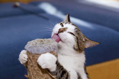 Cat licks catnip Nepeta Catar, sweets for pets cats clipart