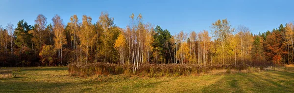 Panorama Lasu Mieszanego Jesiennych Kolorach Jasne Kolory Natury Jesienny Las — Zdjęcie stockowe