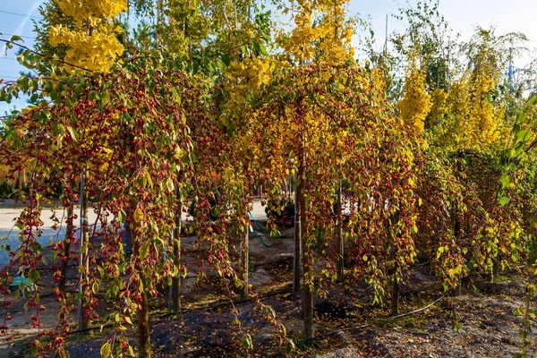 Rows of deciduous trees in the garden center selling plants. Seedlings of various trees in pots in a garden shop. Sale of many varieties of coniferous and deciduous trees, various flowers, all to decorate your garden. Plant and tree nursery concept o