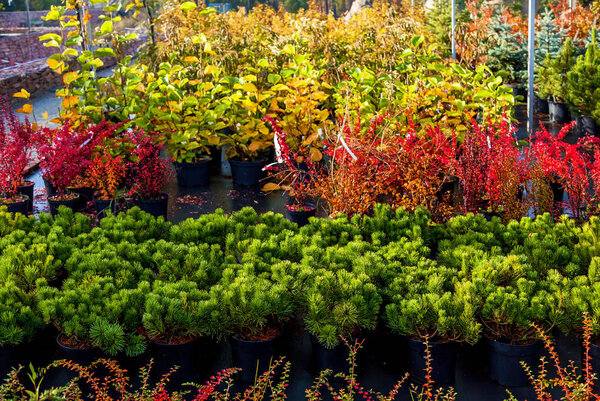 Rows of plants in the garden center selling plants. Seedlings of various trees in pots in a garden shop. Sale of many varieties of coniferous and deciduous trees, various flowers, all to decorate your garden. Plant and tree nursery concept of gardeni