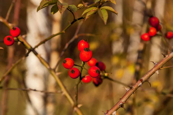 Υπόβαθρο Των Διαφορετικών Φυτών Στο Δάσος Φθινόπωρο Φωτεινά Χρώματα Της — Φωτογραφία Αρχείου