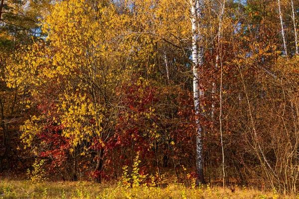 Tła Różnych Roślin Lesie Jesienią Jasne Kolory Natury Jesienny Las — Zdjęcie stockowe