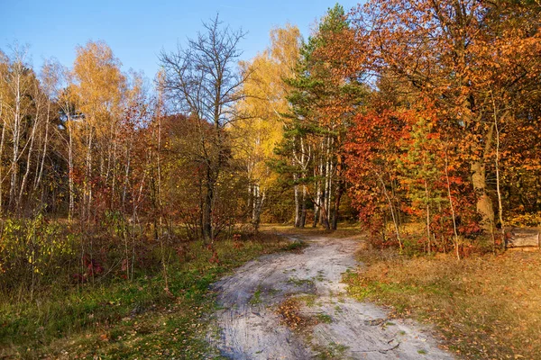 Tła Różnych Roślin Lesie Jesienią Jasne Kolory Natury Jesienny Las — Zdjęcie stockowe