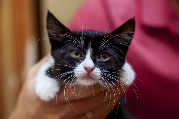 Male Hands Holding Black White Kitten Funny Face Large White — Stock Photo, Image