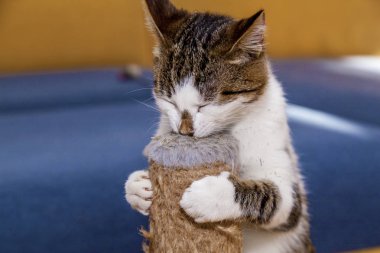 kedi ve Nepeta cataria