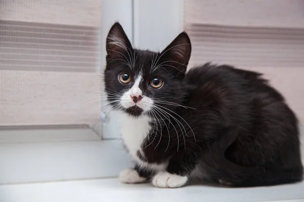 Black White Kitten Funny Face Big White Mustache Eyebrows — Stock Photo, Image