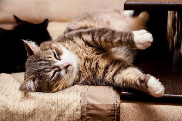 Big Fat Cat Green Eyes Lying Couch — Stock Photo, Image