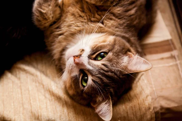 Big Fat Cat Green Eyes Lying Couch — Stock Photo, Image