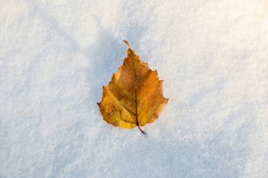 Karda sonbahar yaprağı. İlk kar sonbahar yapraklarını kapladı. Beyaz karda sarı yaprak.