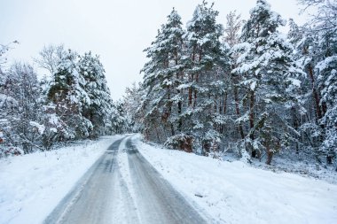 Yüksek çam ağaçları, karlı ağaçlarla kaplı kış ormanlarındaki yol. Kış perisi ormanı karla kaplı
