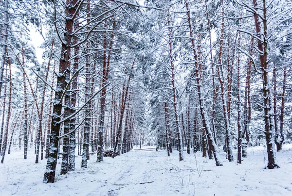 Havas Téli Erdő Magas Fenyőkkel Havas Fákkal Téli Tündérerdő Hóval — Stock Fotó
