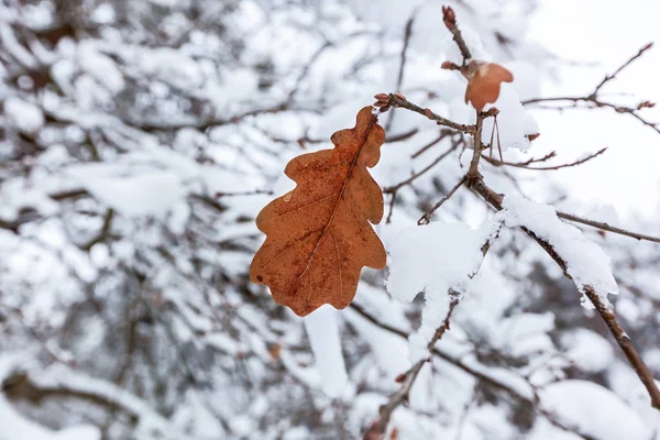 Droge Eiken Blad Van Rode Kleur Een Tak Met Witte — Stockfoto