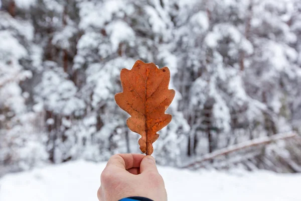 A man holds in his hand a dry oak leaf of red color against the background of a snowy forest