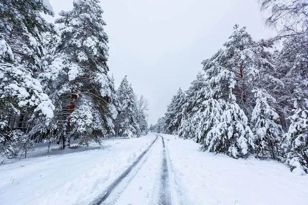 Téli Erdőben Magas Fenyőkkel Havas Fákkal Téli Tündérerdő Hóval Borítva — Stock Fotó