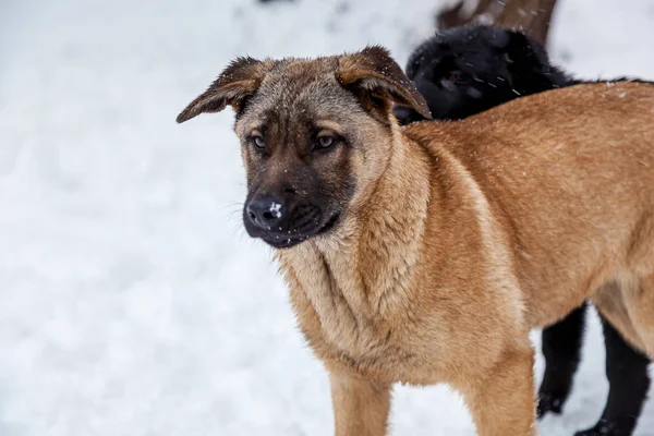 Stray dogs with sad eyes in winter outside. Hungry puppies live on the street and freeze from the cold in winter.