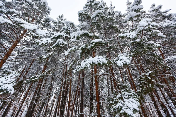 Havas Téli Erdő Magas Fenyőkkel Havas Fákkal Téli Tündérerdő Hóval — Stock Fotó