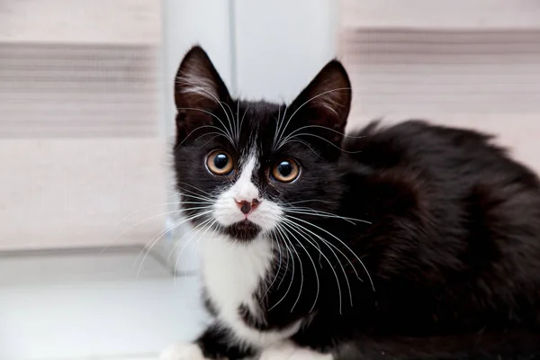 Black White Kitten Funny Face Big White Mustache Eyebrows — Stock Photo, Image