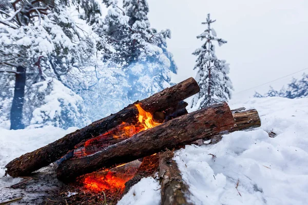 Bonfire on the snow in the winter forest, against the backdrop of snow-covered spruce trees and pines
