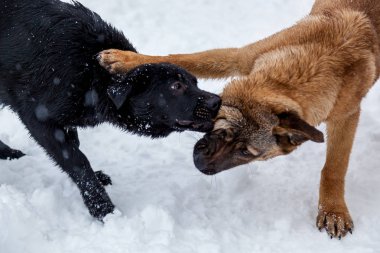 Kışın karda sokak köpekleri oynanıyor. Aç yavrular sokaklarda yaşar ve kışın soğuktan donarlar.