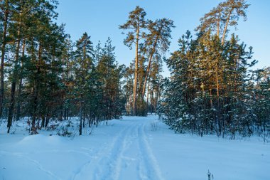 Yüksek çam ağaçları, karlı ağaçlarla kaplı kış ormanlarındaki yol. Kış perisi ormanı karla kaplı